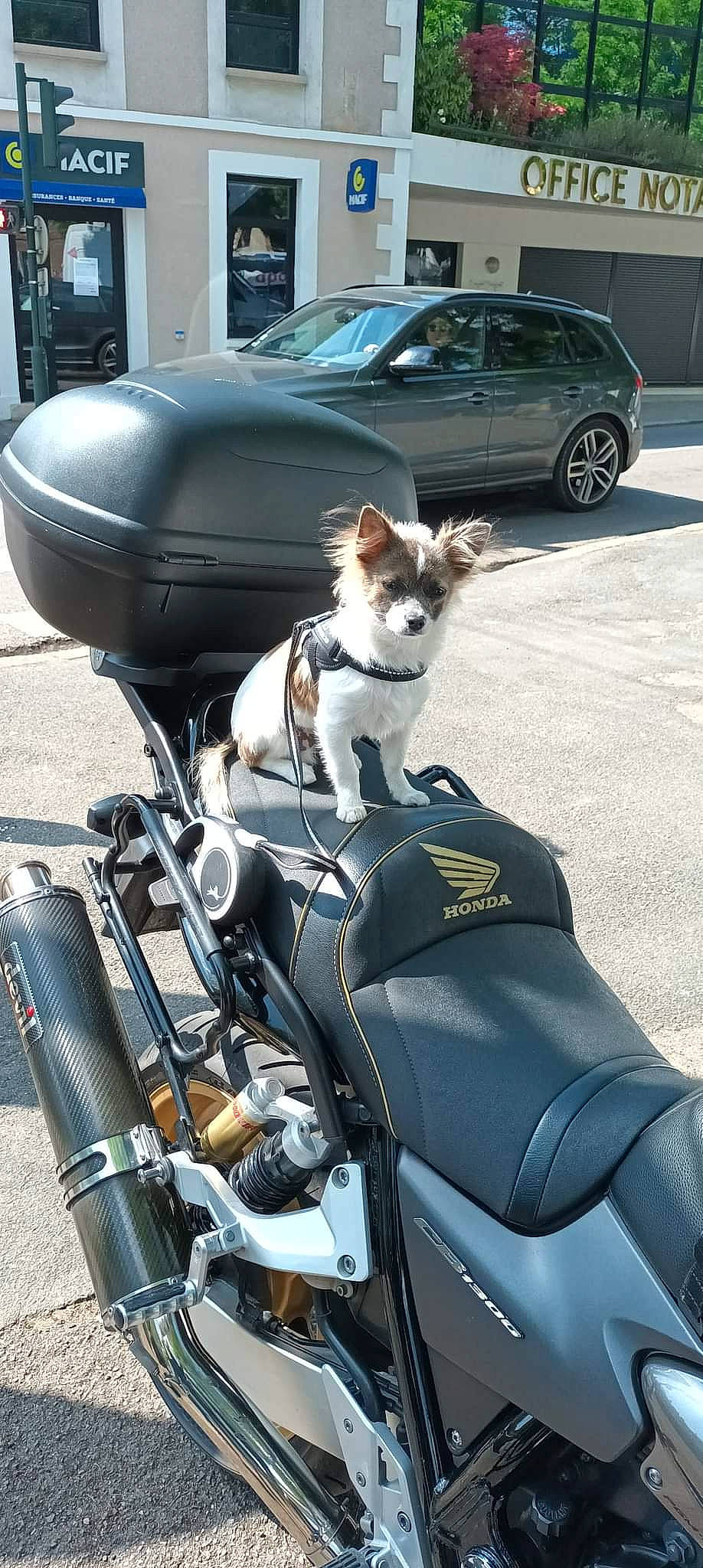 Sly participe au concours pour gagner de l'argent avec cette photo : automotive_design, automotive_exterior, automotive_lighting, automotive_mirror, automotive_tire, bicycle_handlebar, dog, dog_breed, fuel_tank, hood, land_vehicle, light, mammal, motor_vehicle, motorcycle, photograph, tire, vehicle, vertebrate, window