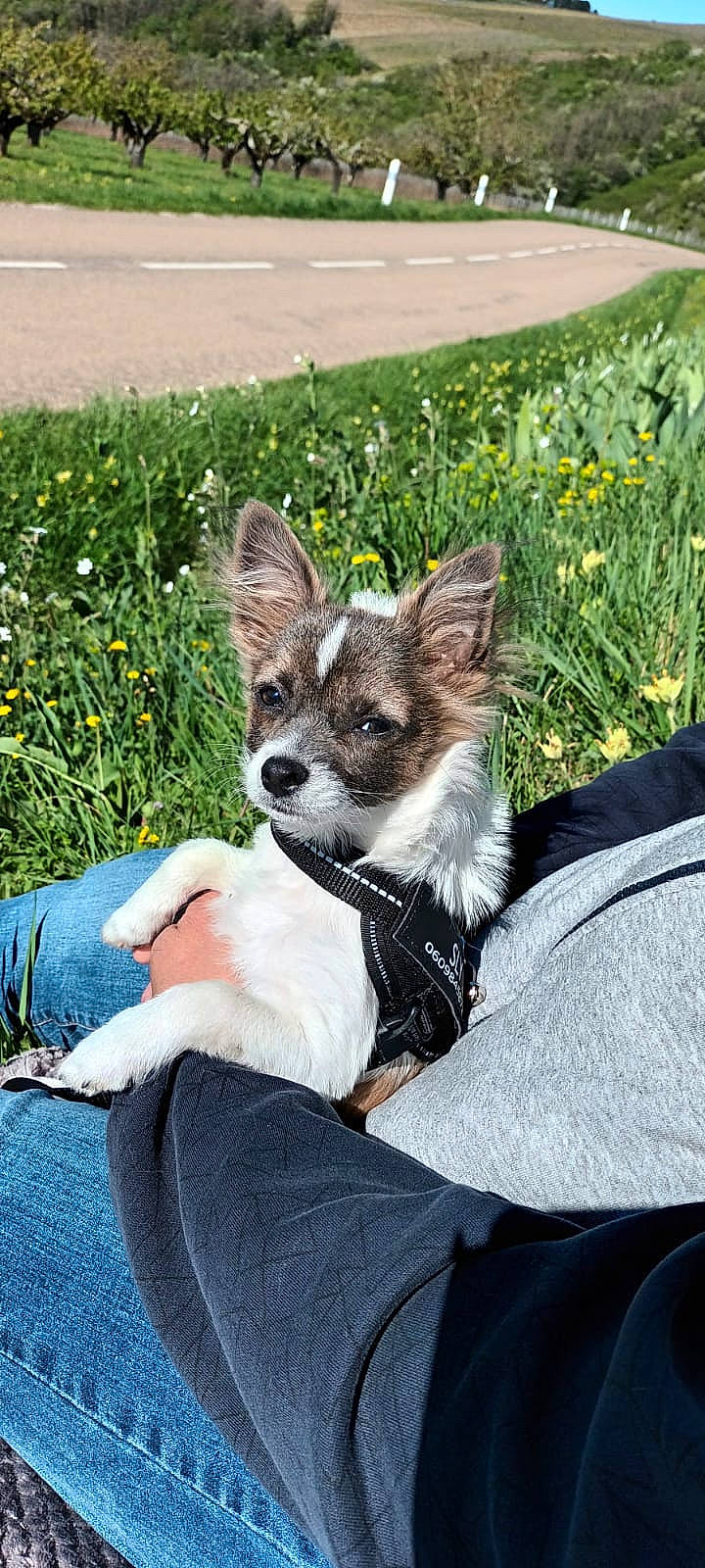 Sly a rejoint le concours — aidez-le/la à gagner de superbes lots ! canidae, carnivore, chihuahua, comfort, companion_dog, dog, dog_breed, dog_supply, fawn, flower, fur, grass, plant, sitting, snout, sporting_group, terrestrial_animal, toy_dog, whiskers, working_animal