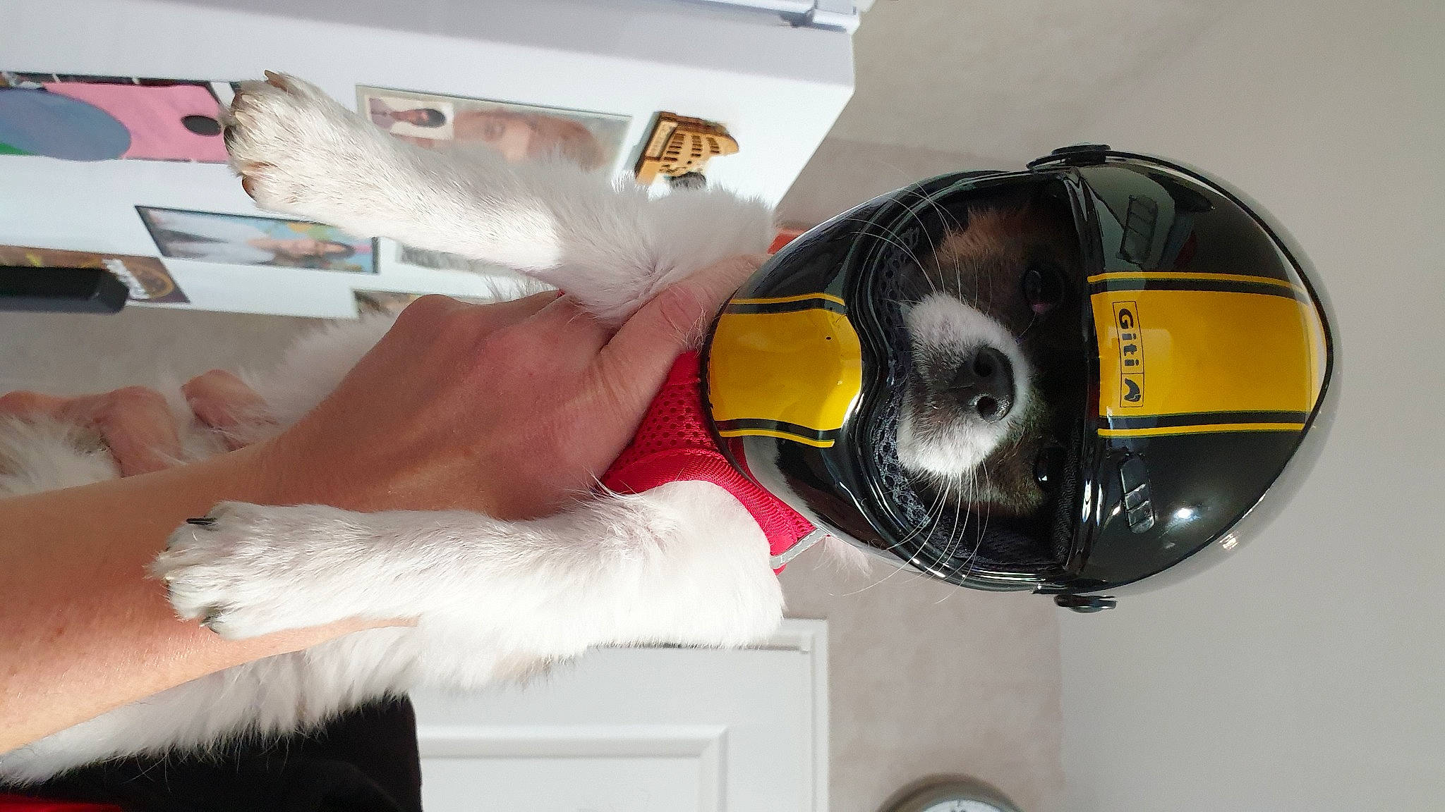 Sly participe au concours pour gagner de l'argent avec cette photo : auto_part, automotive_design, automotive_exterior, automotive_lighting, bicycle_helmet, carmine, eyewear, fur, glove, headlamp, helmet, hood, motor_vehicle, motorcycle_accessories, motorcycle_helmet, natural_material, personal_protective_equipment, sports_equipment, sports_gear, wrist