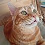 Rourou participe au concours pour gagner de l'argent avec cette photo : cat, orange_tabby, green_eyes, whiskers, close_up, curious, pet, feline, indoor, wooden_background, soft_surface, animal, cute, portrait, sitting, fur, domestic_cat, looking_up, mouth_open, household
