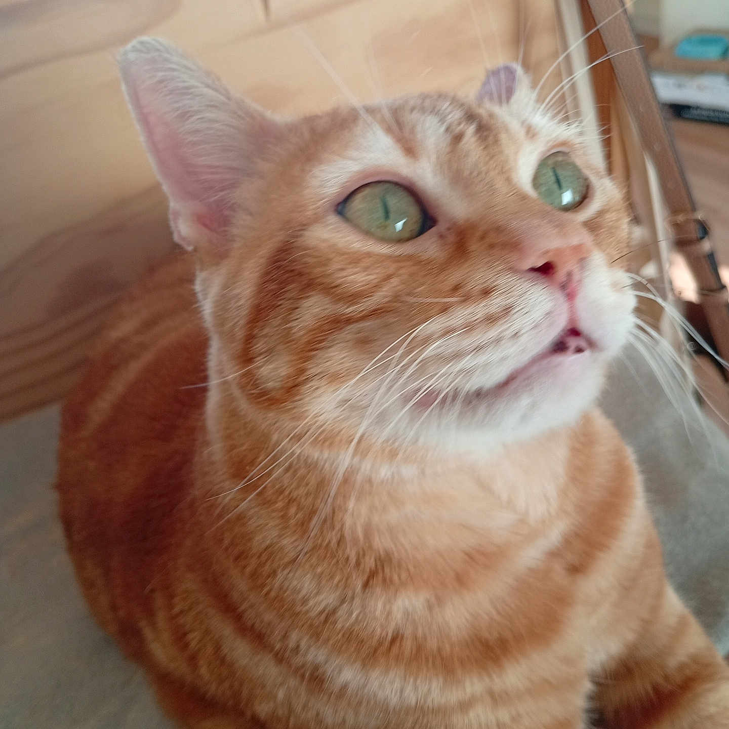 Rourou participe au concours pour gagner de l'argent avec cette photo : animal, cat, close_up, curious, cute, domestic_cat, feline, fur, green_eyes, household, indoor, looking_up, mouth_open, orange_tabby, pet, portrait, sitting, soft_surface, whiskers, wooden_background