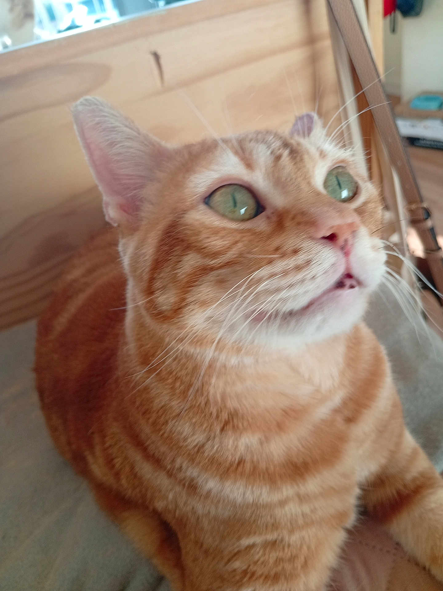 Rourou participe au concours pour gagner de l'argent avec cette photo : cat, orange_tabby, green_eyes, whiskers, close_up, curious, pet, feline, indoor, wooden_background, soft_surface, animal, cute, portrait, sitting, fur, domestic_cat, looking_up, mouth_open, household
