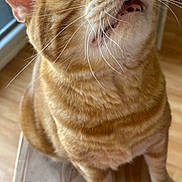 Rourou participe au concours pour gagner de l'argent avec cette photo : cat, orange_tabby, whiskers, close_up, pet, feline, indoor, wooden_surface, green_eyes, looking_up, natural_light, mouth_open, teeth, ears, fur, domestic_animal, window, floor, paws, cute