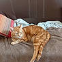 Rourou a rejoint le concours — aidez-le/la à gagner de superbes lots ! cat, orange_tabby, couch, blanket, pillow, striped_pillow, indoor, pet, relaxed, feline, fur, tail, ears, living_room, home, cozy, resting, comfort, domestic_animal, animal