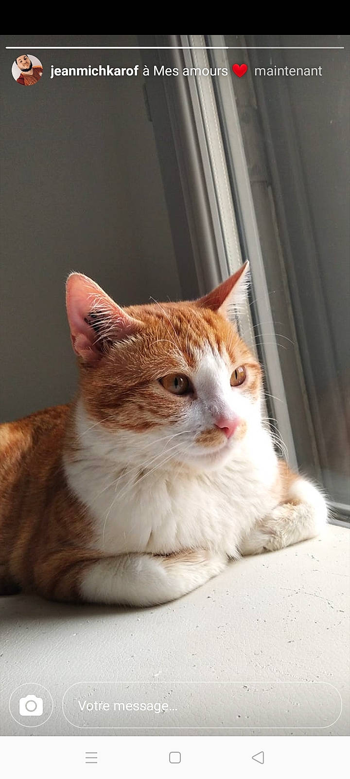 Boubou participe au concours pour gagner de l'argent avec cette photo : carnivore, cat, domestic_short_haired_cat, door, eye, fawn, felidae, fixture, fur, human_body, leg, paw, sitting, small_to_medium_sized_cats, snout, tail, terrestrial_animal, whiskers, window, wood