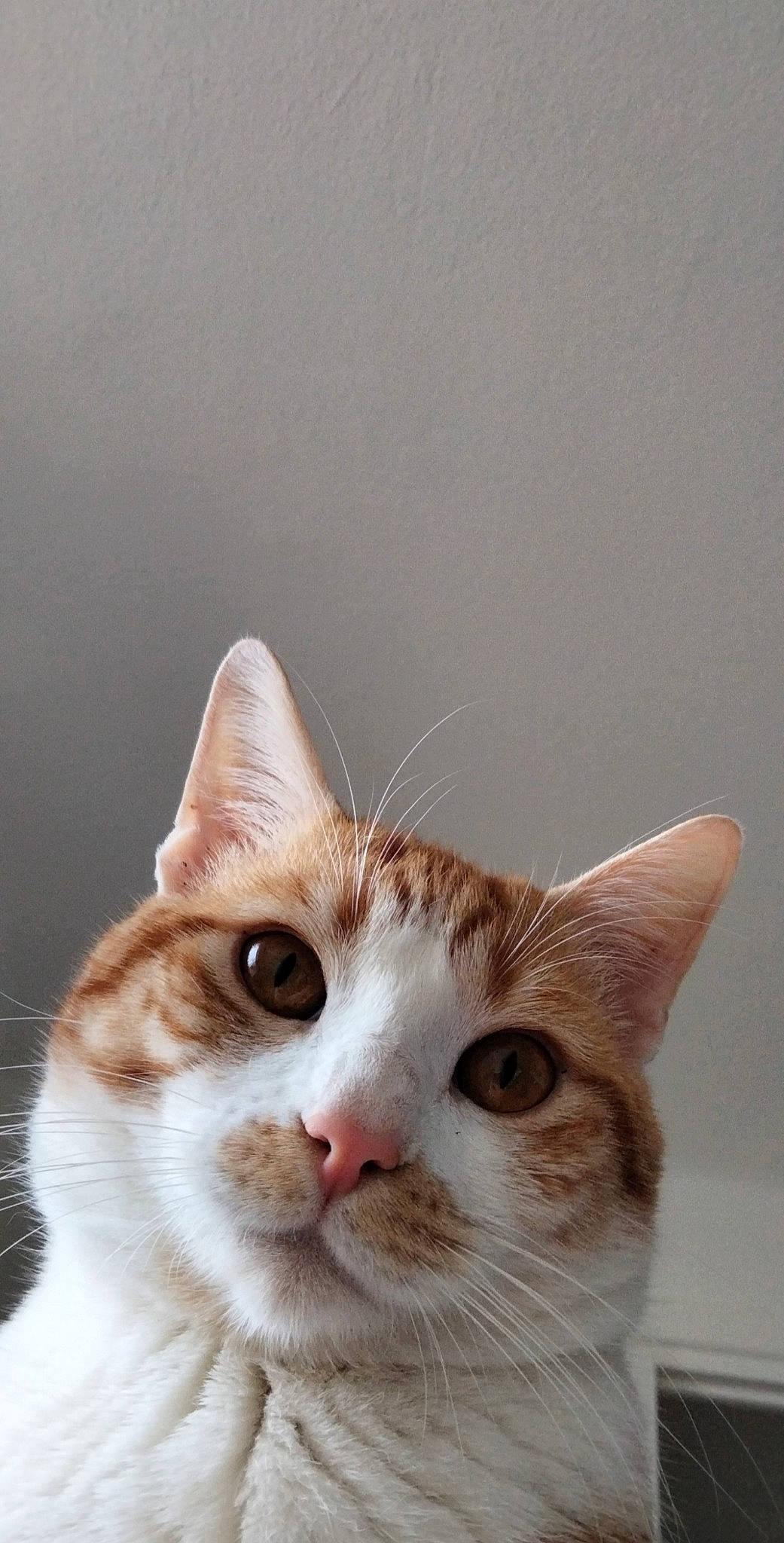 Boubou participe au concours pour gagner de l'argent avec cette photo : carnivore, cat, comfort, domestic_short_haired_cat, ear, fawn, felidae, fur, human_body, small_to_medium_sized_cats, snout, whiskers, window, wood