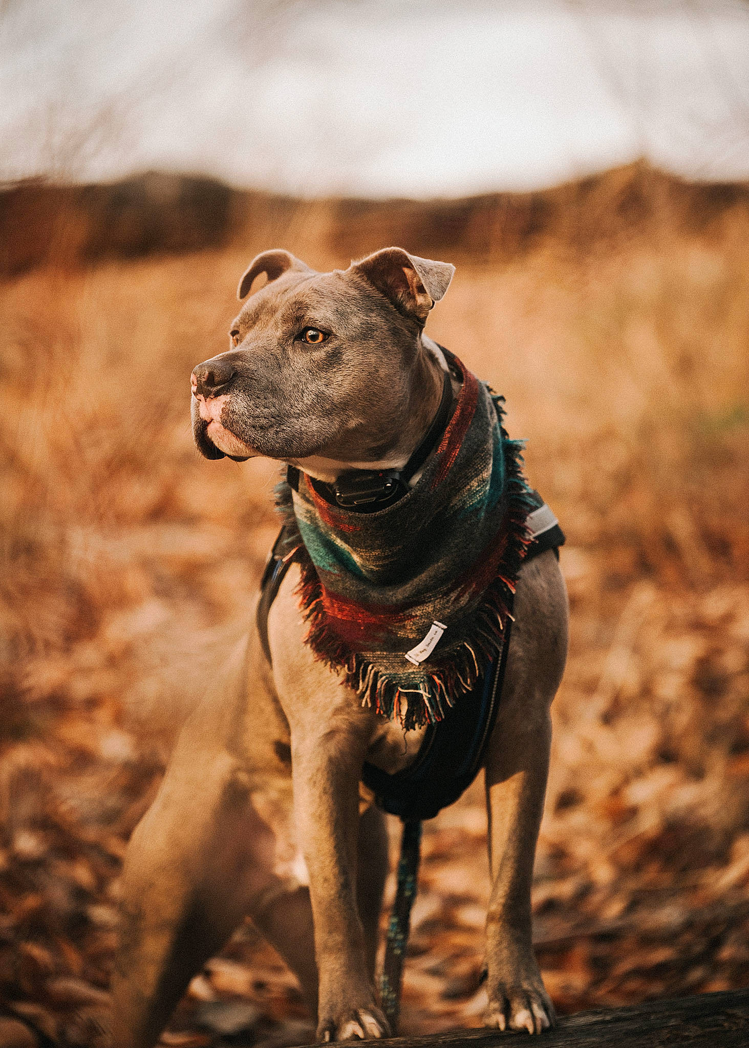 Ronan joined the competition — help win amazing prizes! brown, canidae, carnivore, collar, companion_dog, dog, dog_breed, dog_collar, fawn, hunting_dog, liver, mammal, savanna, snout, soil, sporting_group, terrestrial_animal, wildlife, working_animal, working_dog