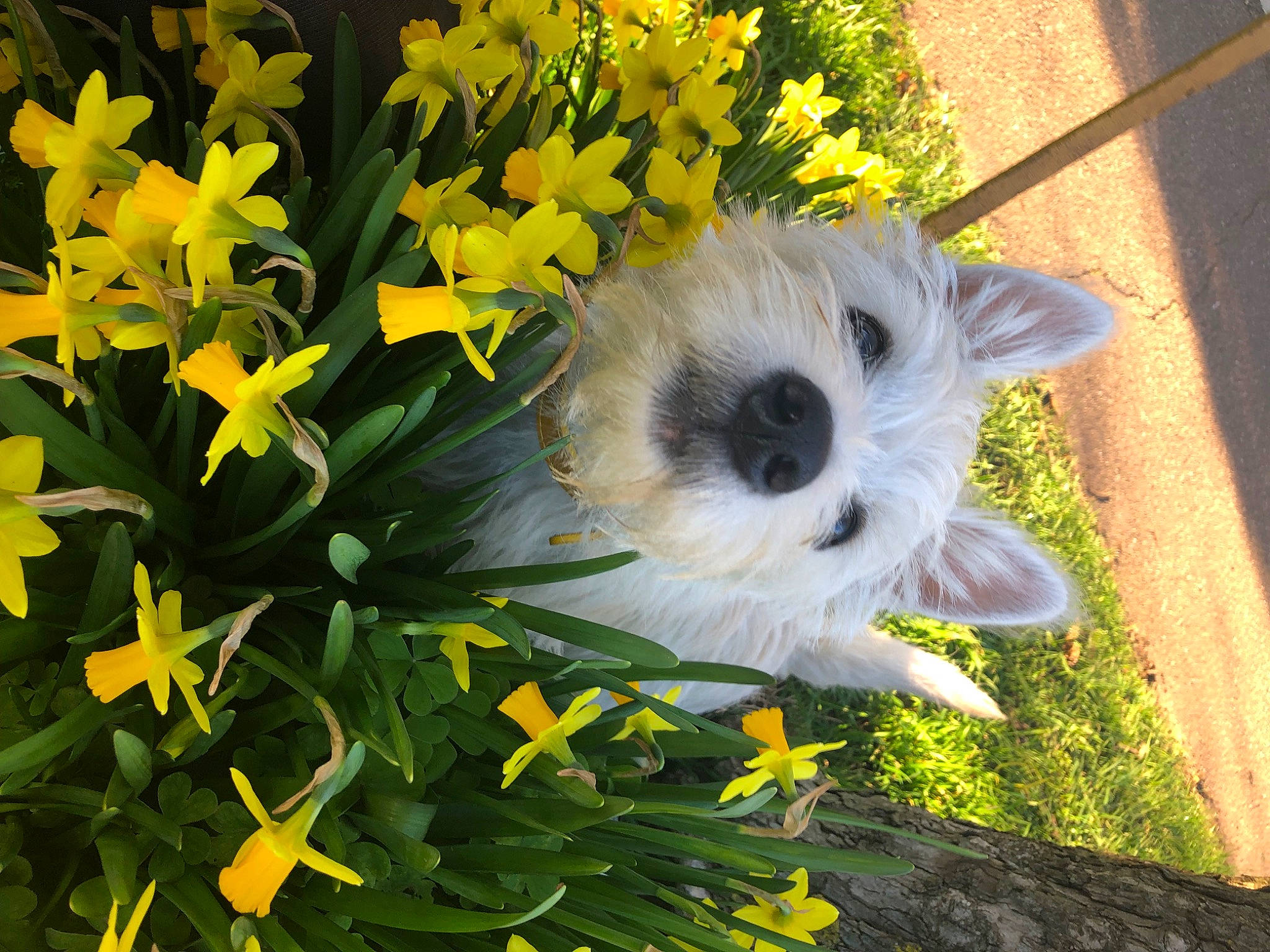 Lolly is registered to the contest to win money with this photo: annual_plant, art, ball, canidae, carnivore, companion_dog, cut_flowers, dog, dog_breed, floral_design, flower, flowering_plant, fur, garden, grass, petal, plant, shrub, toy_dog, yellow