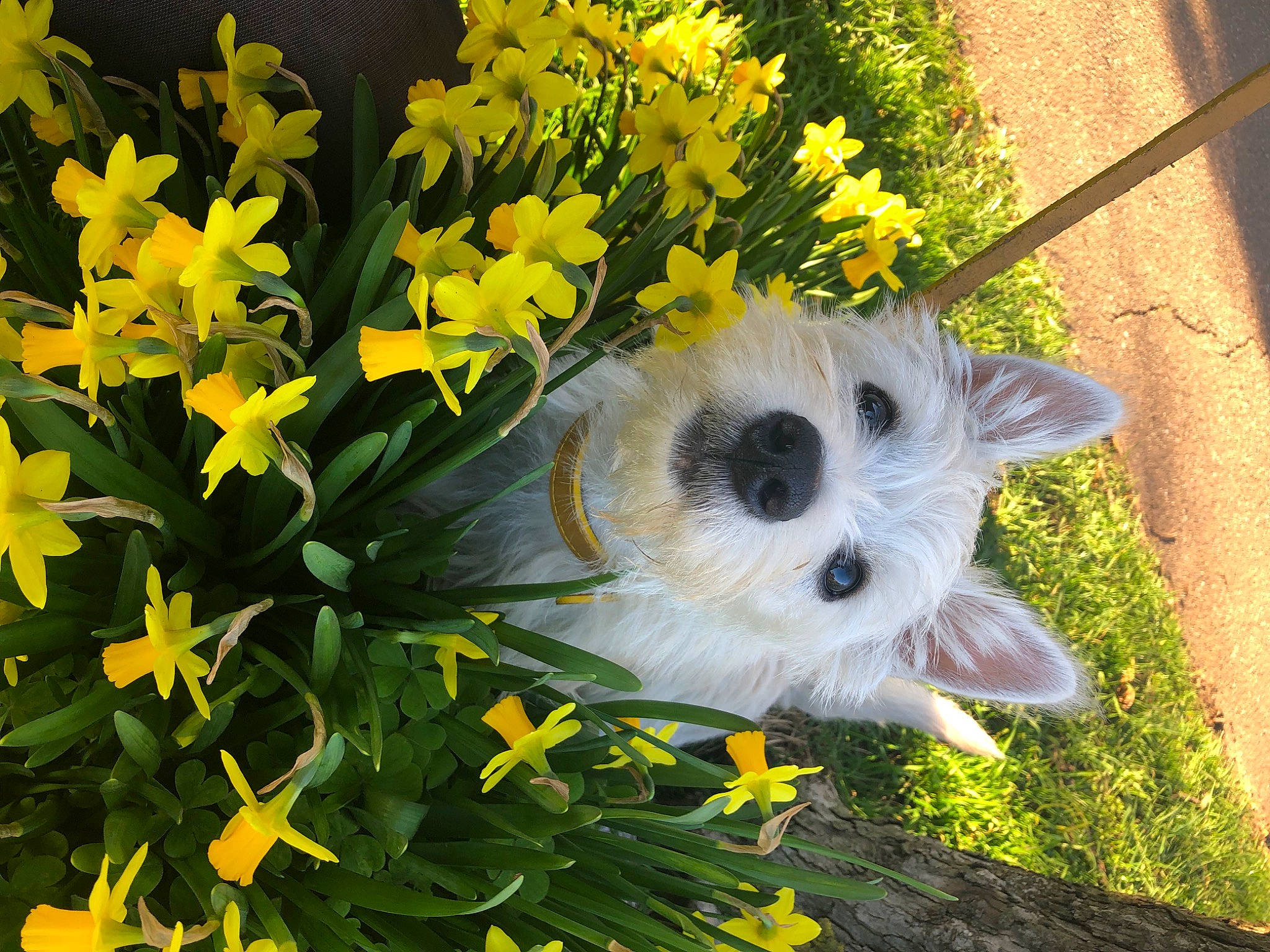 Lolly is registered to the contest to win money with this photo: annual_plant, carnivore, companion_dog, cut_flowers, dog, dog_breed, fawn, flower, flowering_plant, grass, groundcover, leaf, petal, plant, shrub, spring, stuffed_toy, toy, toy_dog, yellow