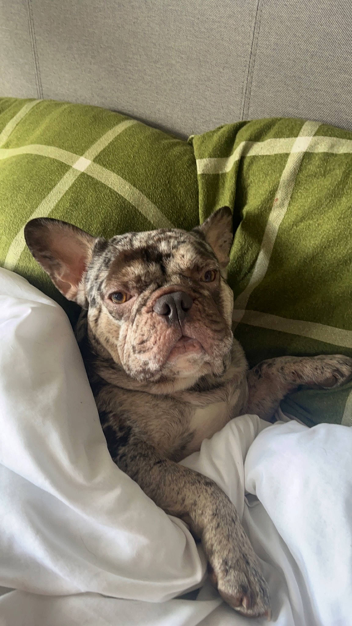 Hugo joined the competition — help win amazing prizes! bulldog, canidae, carnivore, comfort, companion_dog, dog, dog_breed, ear, fawn, fur, linens, liver, nap, non_sporting_group, sporting_group, terrestrial_animal, toy_dog, whiskers, working_animal, wrinkle