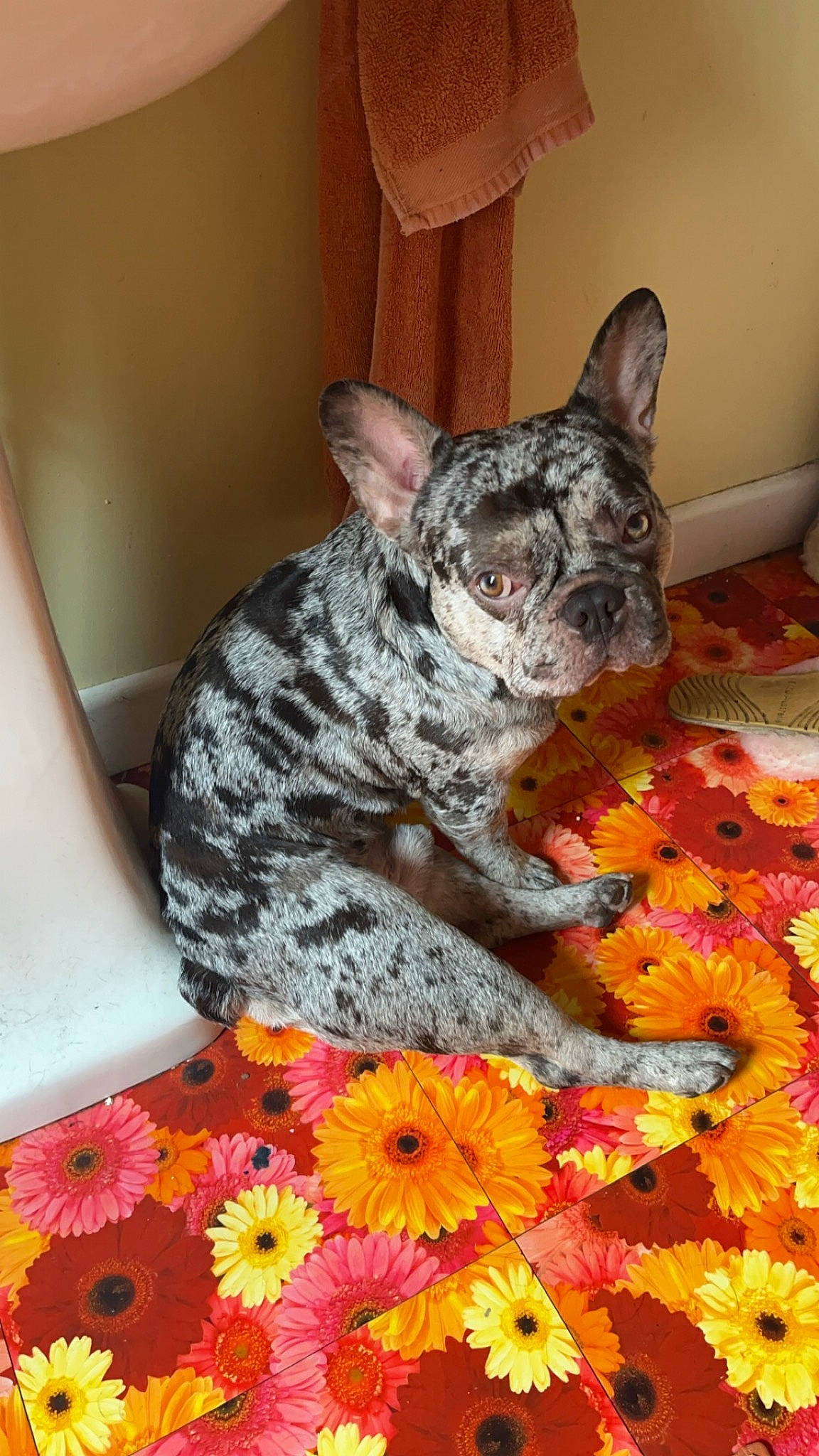 Hugo is registered to the contest to win money with this photo: annual_plant, carnivore, cat, comfort, dog_breed, fawn, felidae, floor, flooring, flower, grey, linens, pattern, petal, plant, room, small_to_medium_sized_cats, snout, tail, whiskers