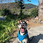 Sayko a rejoint le concours — aidez-le/la à gagner de superbes lots ! dog, bandana, happy, outdoor, sunny, path, greenery, tree, grass, blue_sky, pet, canine, smiling, nature, daylight, animal, playful, sitting, tongue_out, leash