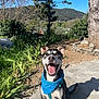 dog, bandana, happy, outdoor, sunny, path, greenery, tree, grass, blue_sky, pet, canine, smiling, nature, daylight, animal, playful, sitting, tongue_out, leash