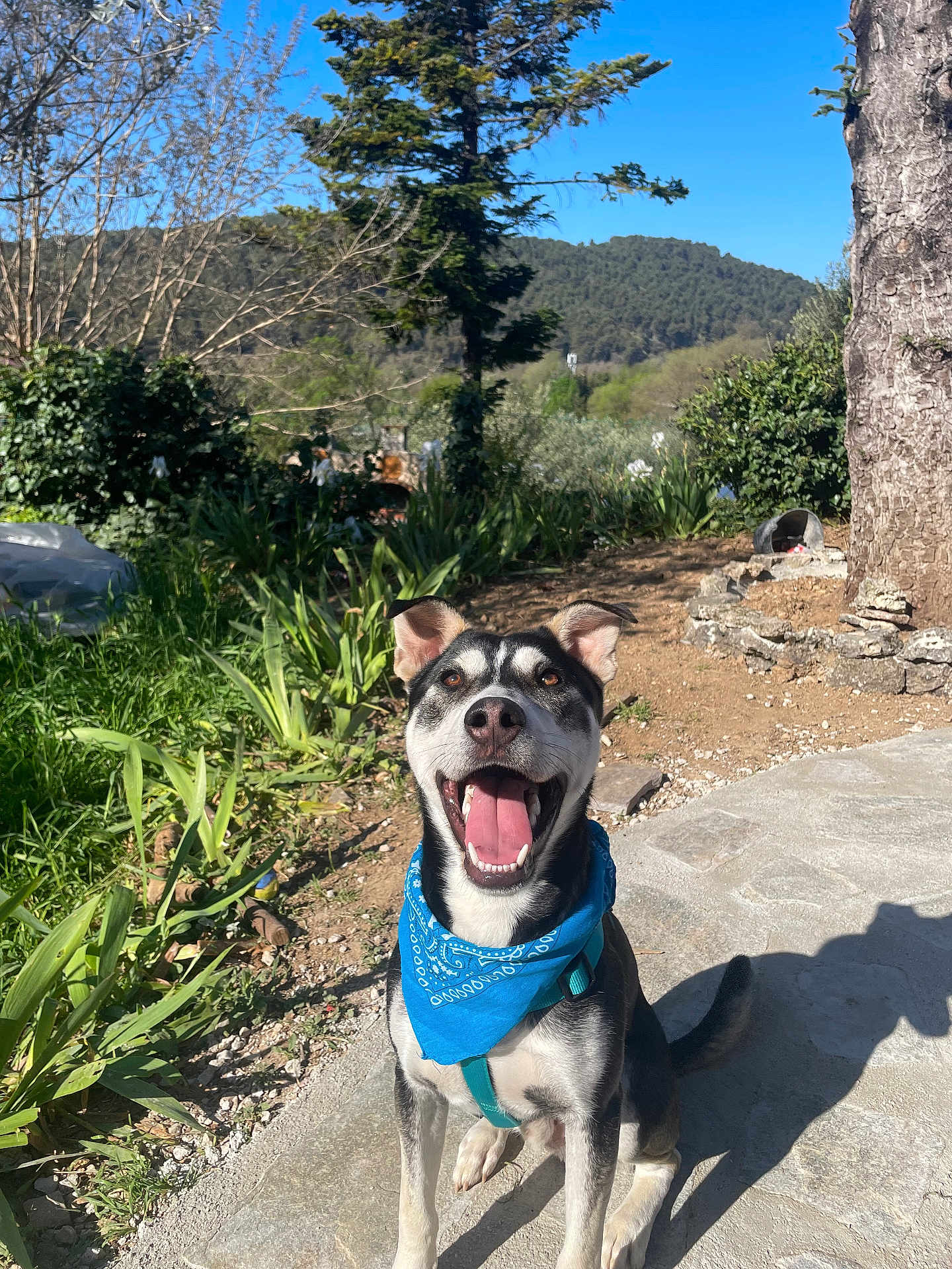 Sayko a rejoint le concours — aidez-le/la à gagner de superbes lots ! dog, bandana, happy, outdoor, sunny, path, greenery, tree, grass, blue_sky, pet, canine, smiling, nature, daylight, animal, playful, sitting, tongue_out, leash