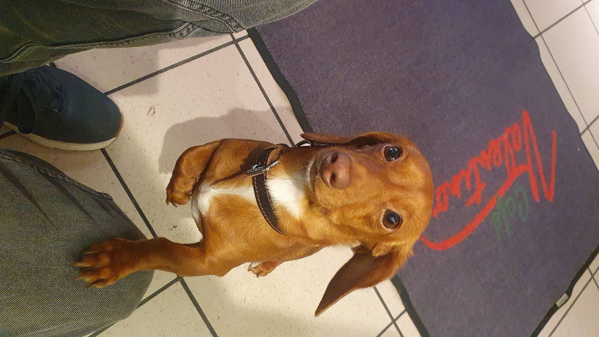 Wendy participe au concours pour gagner de l'argent avec cette photo : art, canidae, carnivore, companion_dog, dog, dog_breed, dog_collar, fawn, guard_dog, hound, hunting_dog, jaw, liver, non_sporting_group, pet_supply, snout, sporting_group, street_dog, working_animal, working_dog