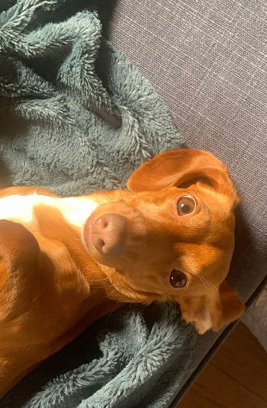Wendy participe au concours pour gagner de l'argent avec cette photo : art, canidae, carnivore, companion_dog, dog, dog_breed, fawn, fur, liver, livestock, orangutan, snout, sporting_group, tail, terrestrial_animal, toy, whiskers, wood, working_animal, wrinkle