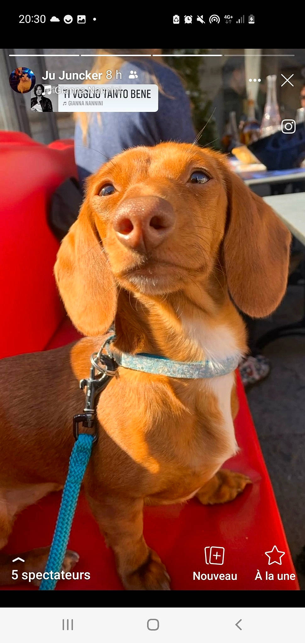 Wendy a rejoint le concours — aidez-le/la à gagner de superbes lots ! canidae, carnivore, collar, companion_dog, dog, dog_breed, dog_collar, dog_supply, fawn, fur, hound, hunting_dog, leash, liver, pet_supply, snout, sporting_group, whiskers, working_animal, working_dog