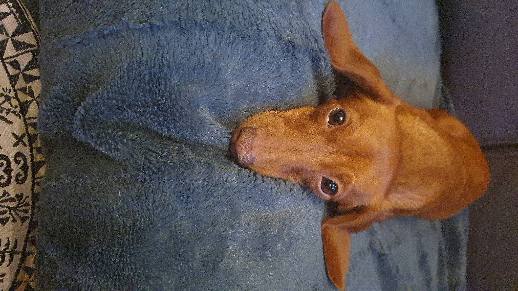 Wendy a rejoint le concours — aidez-le/la à gagner de superbes lots ! canidae, carnivore, companion_dog, dog, dog_breed, dog_supply, ear, electric_blue, fawn, fur, hunting_dog, liver, pet_supply, sporting_group, terrestrial_animal, whiskers, wood, working_animal