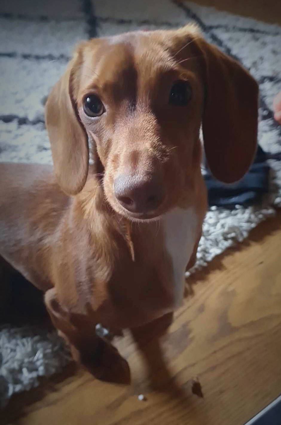 Wendy a rejoint le concours — aidez-le/la à gagner de superbes lots ! canidae, carnivore, companion_dog, dog, dog_breed, ear, eye, fawn, fur, gun_dog, hardwood, hunting_dog, liver, pet_supply, snout, sporting_group, whiskers, wood, working_animal