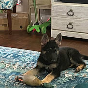 Maverick is registered to the contest to win money with this photo: puppy, dog, german_shepherd, toy, rug, floor, indoor, furniture, scooter, cardboard_box, wooden_drawer, pet, animal, laying_down, chewed_toy, ears, paws, home, carpet, cute