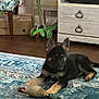 puppy, dog, german_shepherd, toy, rug, floor, indoor, furniture, scooter, cardboard_box, wooden_drawer, pet, animal, laying_down, chewed_toy, ears, paws, home, carpet, cute