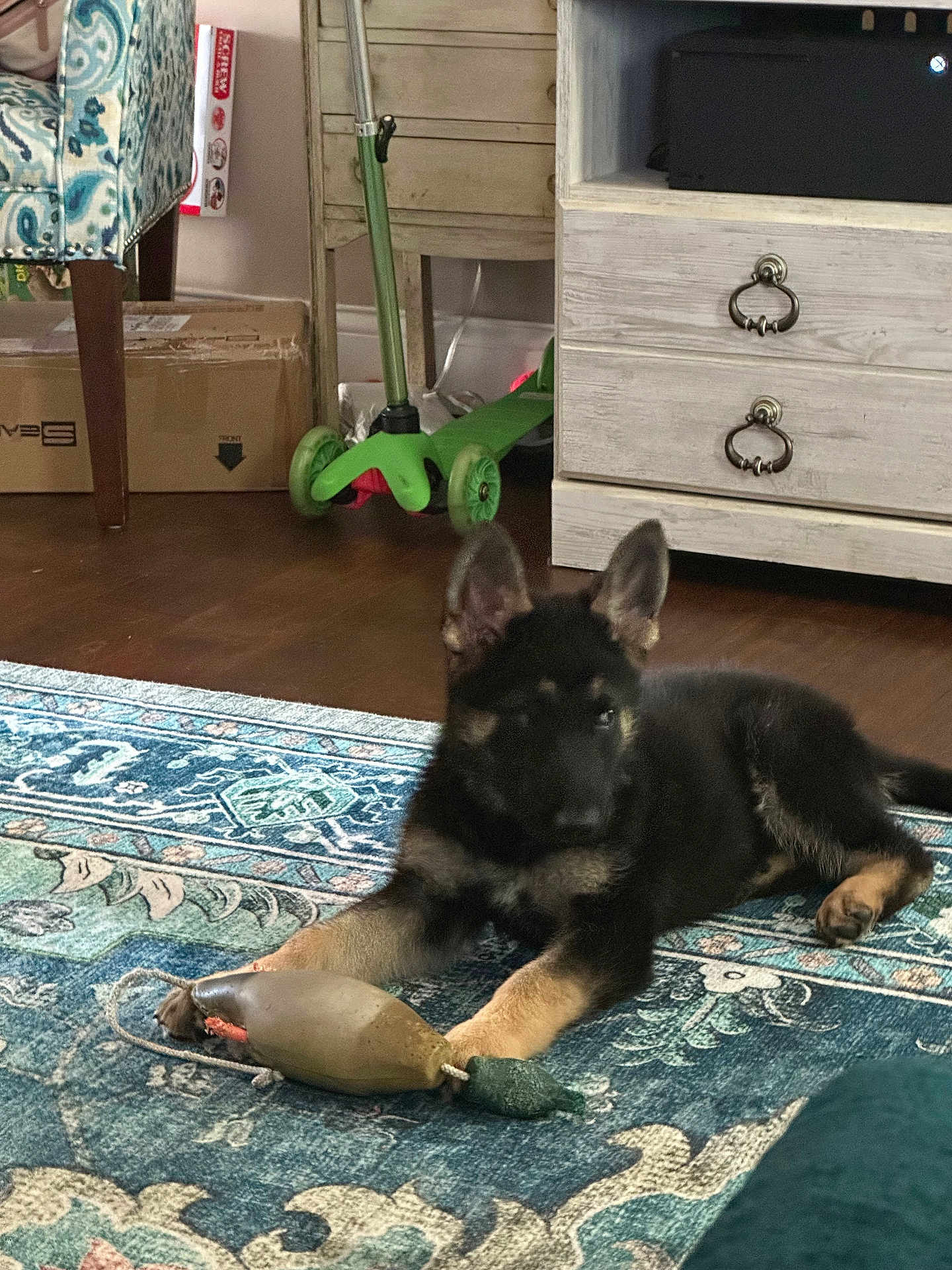 Maverick is registered to the contest to win money with this photo: puppy, dog, german_shepherd, toy, rug, floor, indoor, furniture, scooter, cardboard_box, wooden_drawer, pet, animal, laying_down, chewed_toy, ears, paws, home, carpet, cute