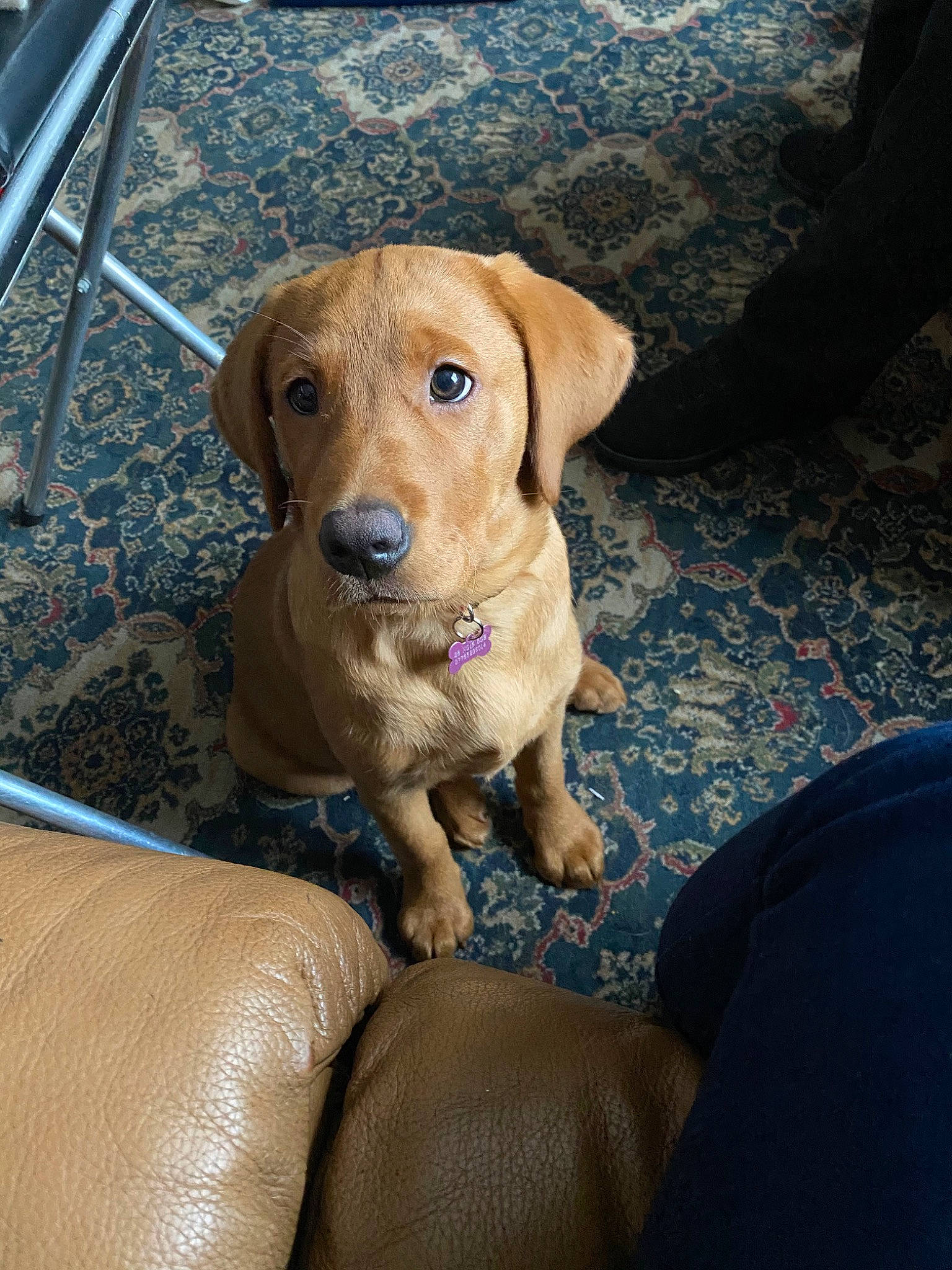 Sadie joined the competition — help win amazing prizes! beagador, broholmer, canidae, carnivore, companion_dog, dog, dog_breed, fawn, labrador_retriever, mammal, mountain_cur, puppy, rare_breed_dog, redbone_coonhound, rhodesian_ridgeback, snout, sporting_group, vertebrate, vizsla, working_dog