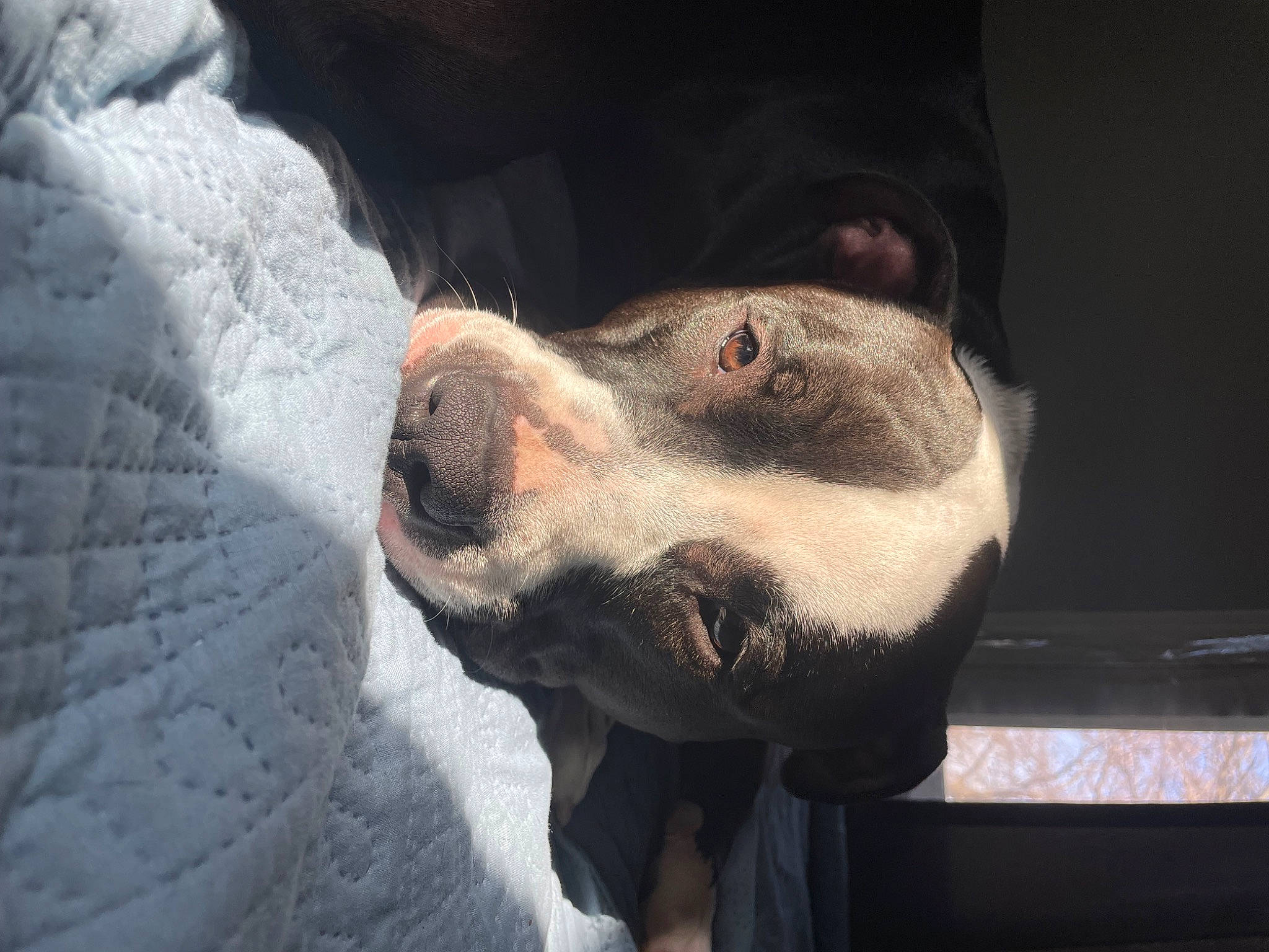 Loki is registered to the contest to win money with this photo: canidae, carnivore, comfort, companion_dog, dog, dog_breed, fawn, flesh, fur, guard_dog, jaw, non_sporting_group, paw, snout, sporting_group, whiskers