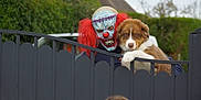 Milo a rejoint le concours — aidez-le/la à gagner de superbes lots ! animal, brown_dog, child, clown_mask, costume, daytime, dog, face, fence, gate, grass, human, mask, outdoor, person, pet, red_hair, scary, suburban, white_dog