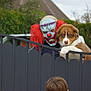 Milo a rejoint le concours — aidez-le/la à gagner de superbes lots ! clown_mask, dog, brown_dog, white_dog, gate, child, person, red_hair, mask, outdoor, suburban, fence, animal, pet, human, face, scary, costume, daytime, grass