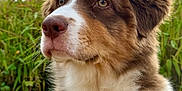 Milo participe au concours pour gagner de l'argent avec cette photo : dog, brown, white, fluffy, outdoor, flowers, plants, greenery, nature, portrait, canine, fur, grass, sky, cloudy, animal, closeup, sideview, cute, pet