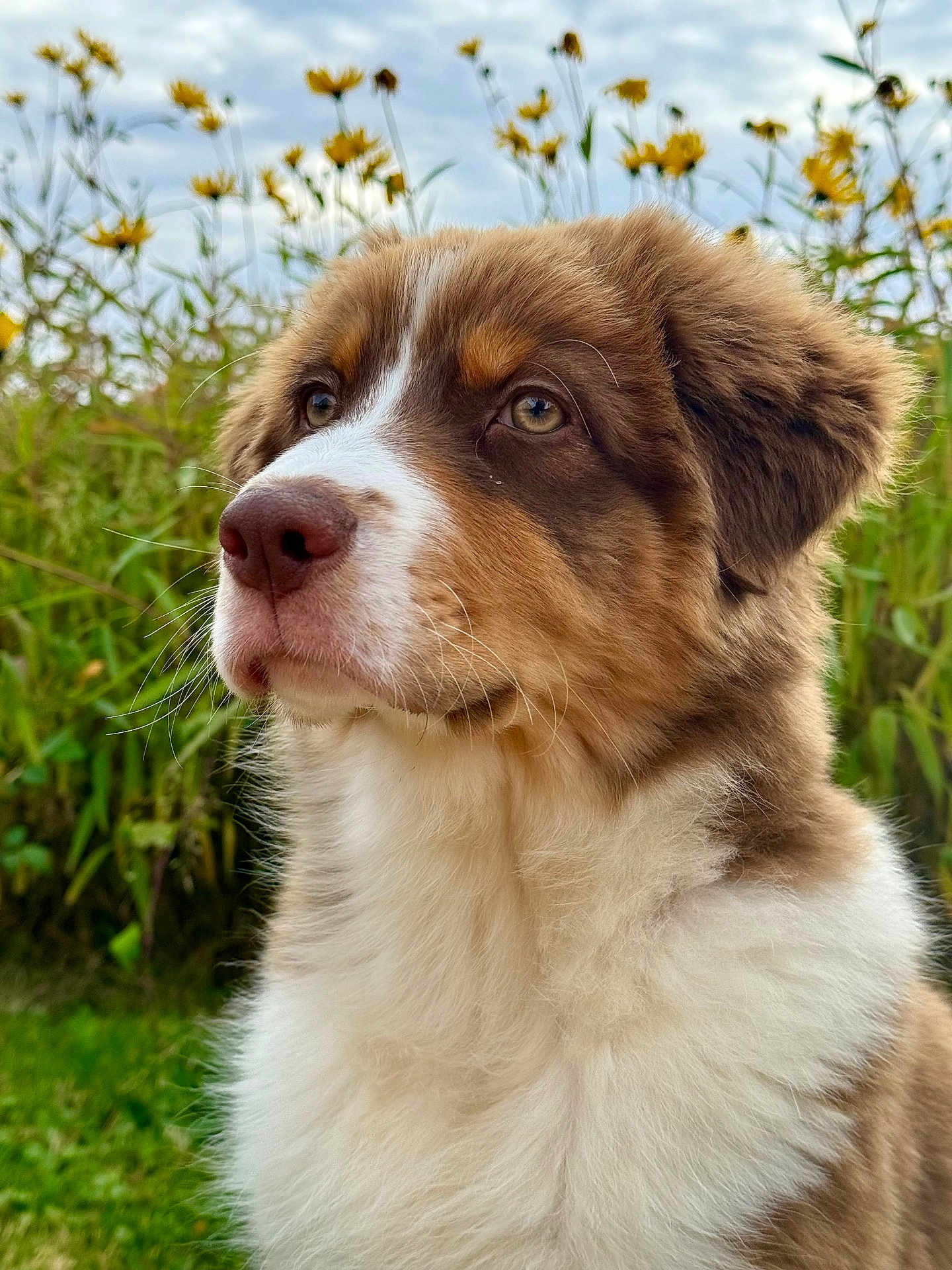 Milo participe au concours pour gagner de l'argent avec cette photo : dog, brown, white, fluffy, outdoor, flowers, plants, greenery, nature, portrait, canine, fur, grass, sky, cloudy, animal, closeup, sideview, cute, pet