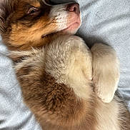 Milo participe au concours pour gagner de l'argent avec cette photo : puppy, dog, fluffy, lying_down, curled_paws, brown_and_white, close_up, soft_texture, relaxed, pet, cute, canine, fur, sleepy, indoors, resting, adorable, young_dog, portrait, companion
