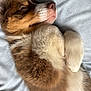 puppy, dog, fluffy, lying_down, curled_paws, brown_and_white, close_up, soft_texture, relaxed, pet, cute, canine, fur, sleepy, indoors, resting, adorable, young_dog, portrait, companion