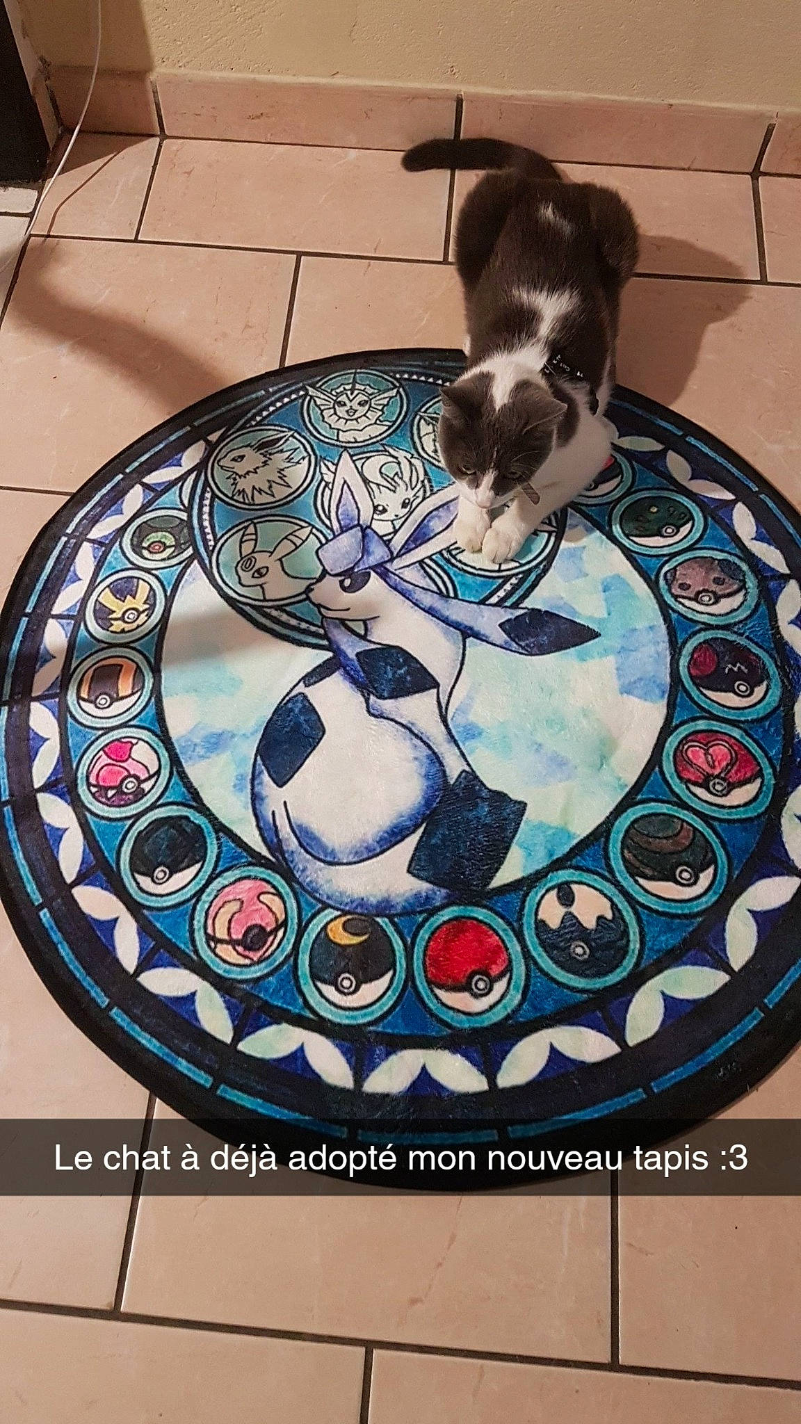 Odelyn participe au concours pour gagner de l'argent avec cette photo : boston_terrier, canidae, carnivore, ceramic, companion_dog, dog, rat_terrier