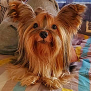 Titan is registered to the contest to win money with this photo: animal, bed, blanket, colorful, companion, cute, cute_pet, dog, domestic_animal, ears, eyes, face, fur, fur_texture, indoor, lying_down, nose, pet, small_dog, yorkshire_terrier