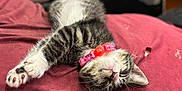 Snuggles is registered to the contest to win money with this photo: blurred_background, cat, close_up, collar, cozy, cushion, cute, drink, fur, furniture, indoor, kitten, paw, pet, pink_collar, plastic_cup, red_cushion, relaxing, resting, sleeping