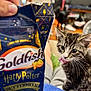 blurred_background, butterbeer, cat, closeup, collar, curious, floor, food_package, furniture, goldfish, harry_potter, home, indoor, kitten, lap, person, pet, relaxed, snack, tabby