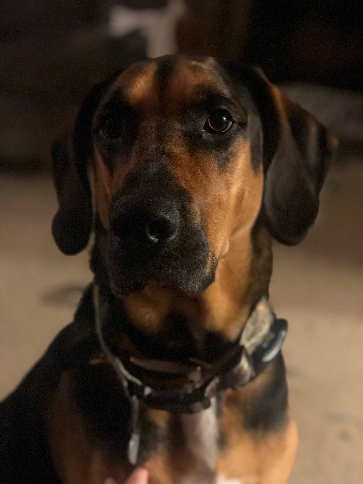 Remington is registered to the contest to win money with this photo: carnivore, collar, companion_dog, dog, dog_breed, dog_collar, dog_supply, fawn, fur, guard_dog, hound, leash, liver, pet_supply, pointing_breed, snout, sporting_group, whiskers, working_animal, working_dog