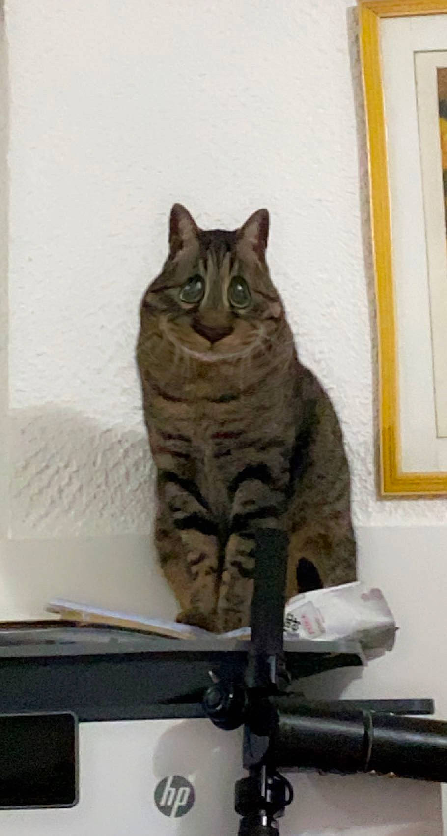 Filou a rejoint le concours — aidez-le/la à gagner de superbes lots ! carnivore, cat, domestic_short_haired_cat, felidae, fur, grey, paw, picture_frame, sitting, small_to_medium_sized_cats, snout, tail, terrestrial_animal, whiskers, window