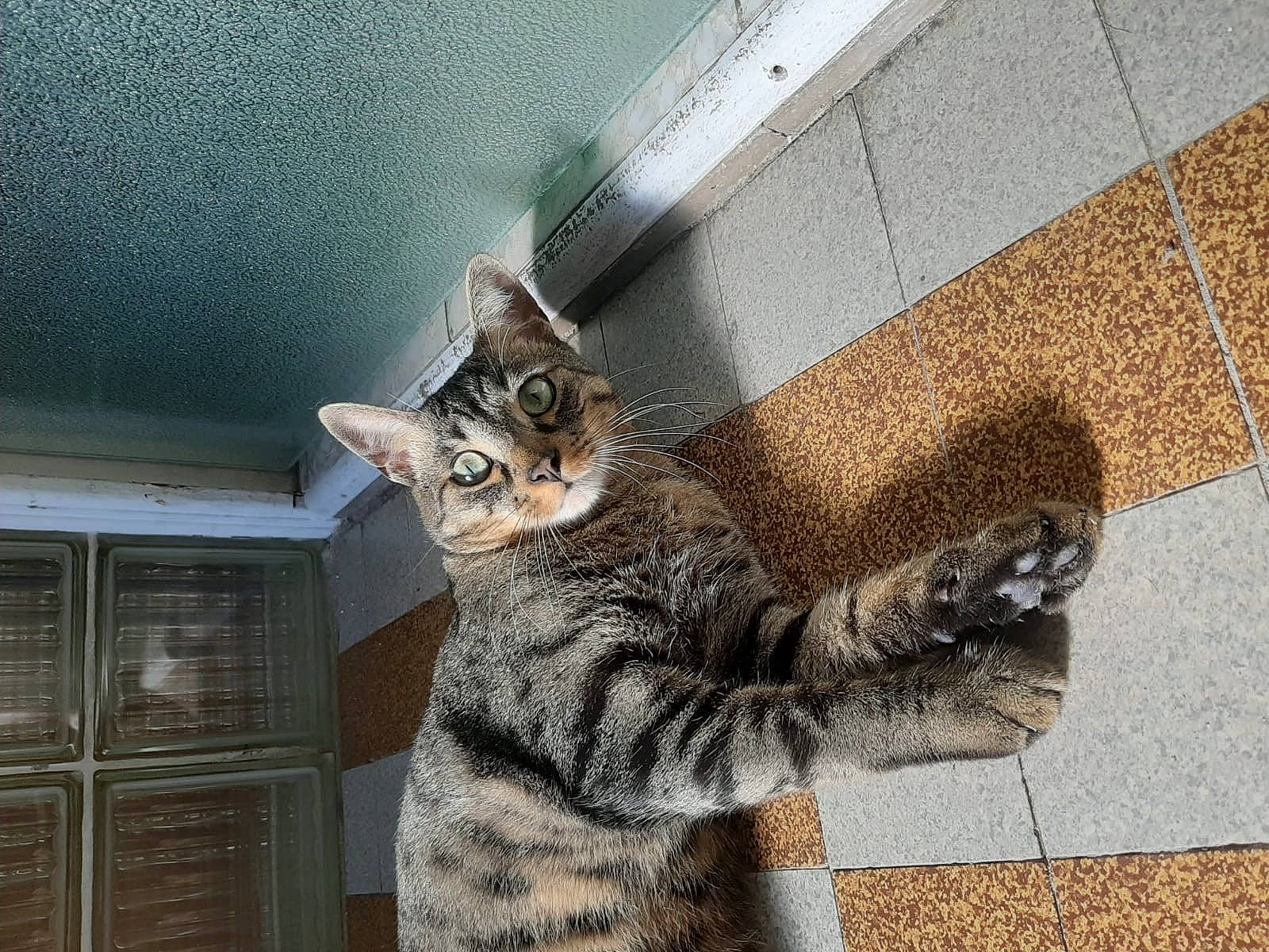 Filou a rejoint le concours — aidez-le/la à gagner de superbes lots ! carnivore, cat, claw, domestic_short_haired_cat, door, felidae, flooring, fur, grey, paw, road_surface, sitting, small_to_medium_sized_cats, tail, terrestrial_animal, whiskers, window, wood