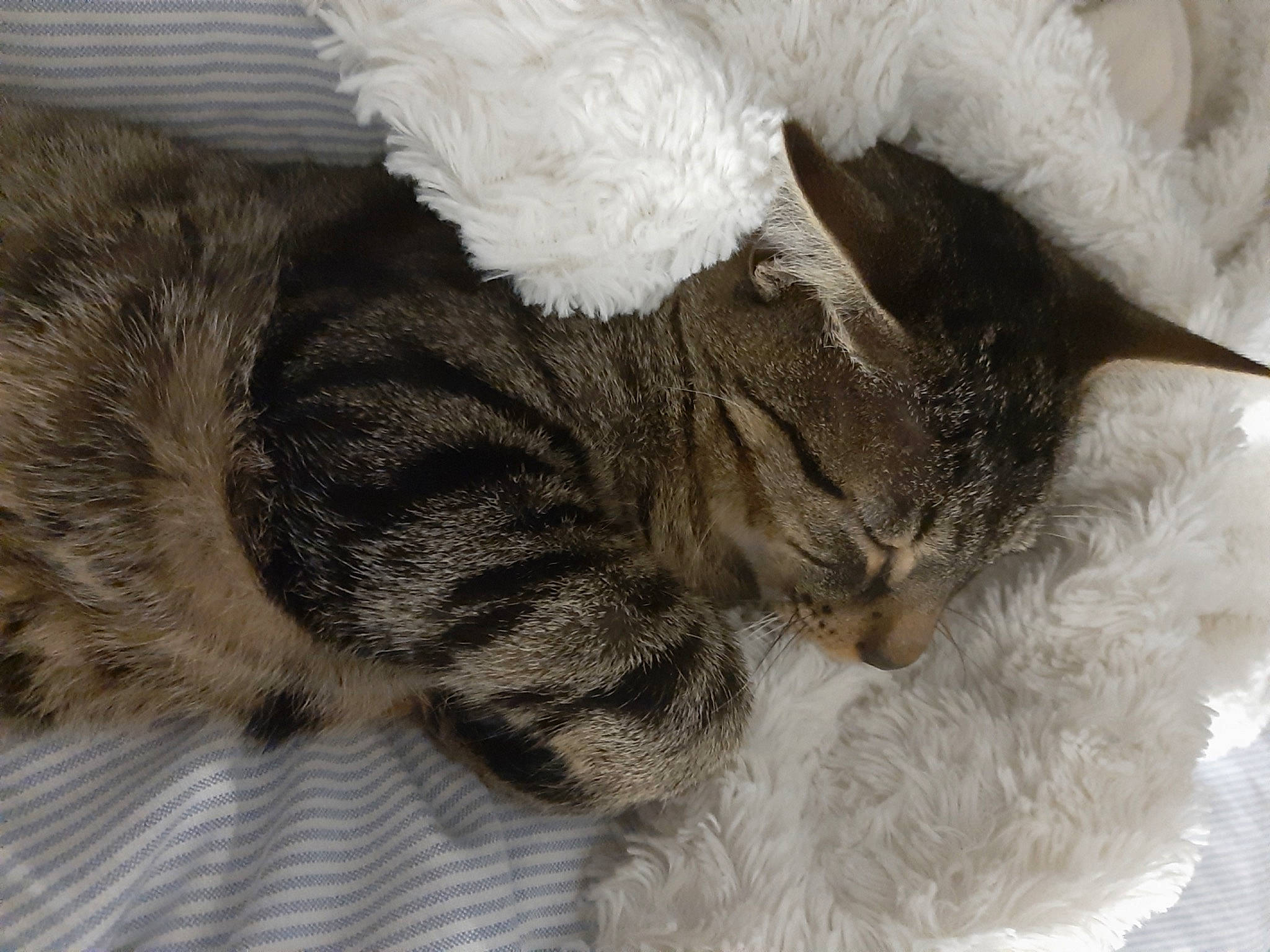 Filou a rejoint le concours — aidez-le/la à gagner de superbes lots ! carnivore, cat, cat_bed, claw, comfort, domestic_short_haired_cat, felidae, fur, nap, paw, sleep, small_to_medium_sized_cats, snout, tail, terrestrial_animal, whiskers