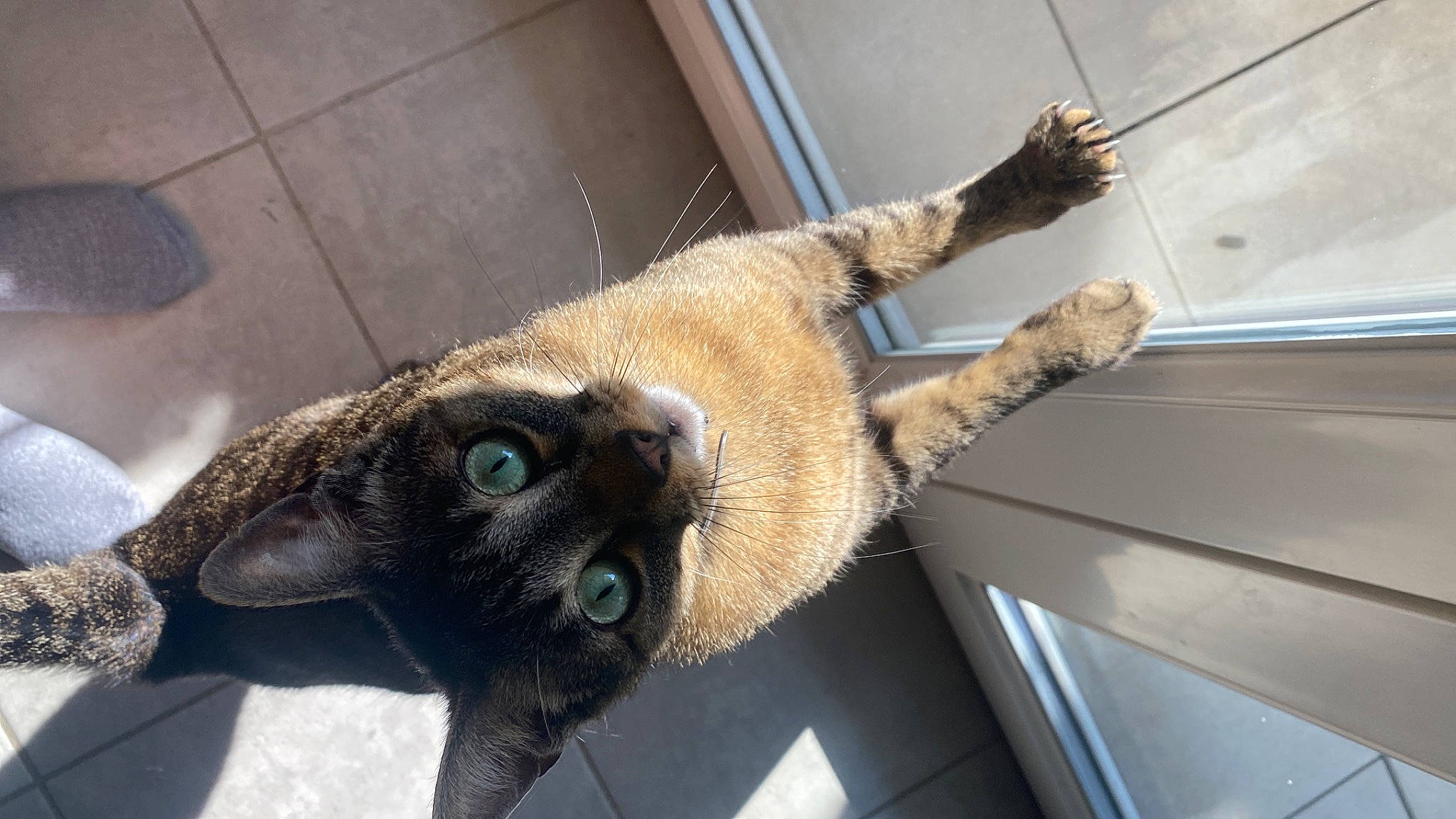 Filou participe au concours pour gagner de l'argent avec cette photo : canidae, carnivore, cat, claw, dog_breed, domestic_short_haired_cat, felidae, fur, paw, plant, small_to_medium_sized_cats, snout, sporting_group, tail, terrestrial_animal, whiskers