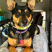 Cocoa joined the competition — help win amazing prizes! alert, animal, black_and_tan, blanket, closeup, collar, couch, dog, domestic_animal, ears, furniture, indoor, living_room, patterned, paw, pet, plant, portrait, resting, tags