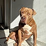 dog, brown, white_chest, indoor, sunlight, shadow, tile_floor, sitting, pet, animal, canine, paw, ears, nose, fur, relaxed, looking, wall, background, domestic