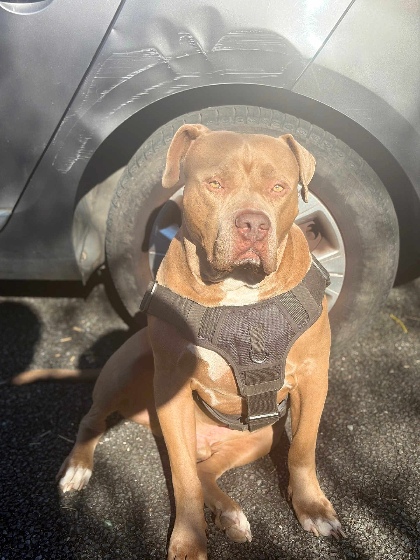 Ice a rejoint le concours — aidez-le/la à gagner de superbes lots ! dog, brown_dog, harness, car_tire, car, outdoor, sunlight, shadow, sitting, gravel, pet, animal, mammal, canine, closeup, daylight, alert, ears, nose, paw