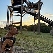 Ice a rejoint le concours — aidez-le/la à gagner de superbes lots ! dog, canine, pet, outdoor, grass, harness, leash, wooden_structure, sunrise, sky, nature, field, animal, mammal, sitting, alert, daylight, landscape, park, scenery