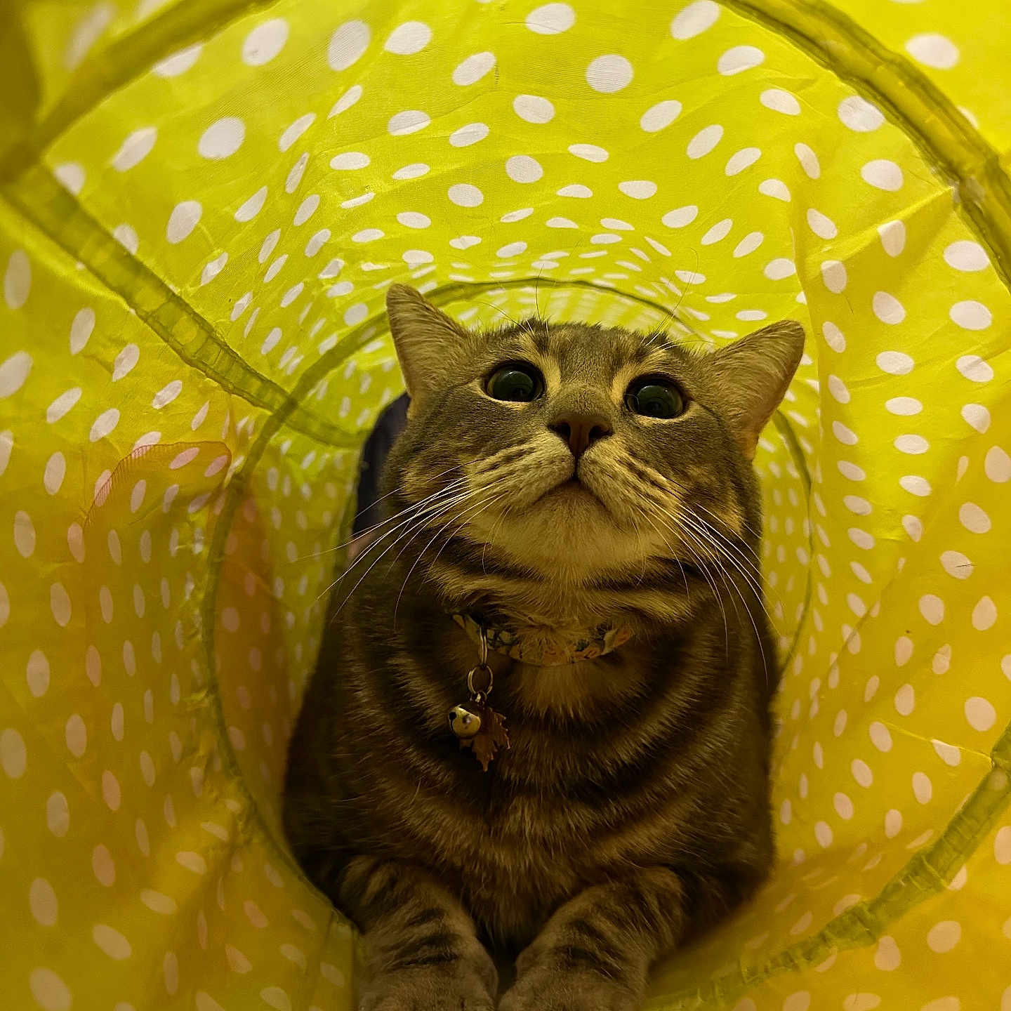 Smokey joined the competition — help win amazing prizes! animal, cat, closeup, collar, cozy, curious, cute, domestic_cat, feline, indoor, looking_up, paws, pet, playful, polka_dot, striped, tabby, tunnel, whiskers, yellow