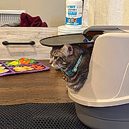 Smokey joined the competition — help win amazing prizes! animal, bell, cat, collar, container, curious_cat, domestic, feline, floor_mat, home, household, indoor, lid, litter_box, peeking, pet, pet_accessories, pet_wipes, tabby_cat, wooden_floor
