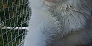 Saba a rejoint le concours — aidez-le/la à gagner de superbes lots ! cat, orange_and_white, fluffy, paw, wire_mesh, outdoor, wooden_surface, sunset_light, feline, pet, animal, close_up, side_view, whiskers, ears, nose, curious, relaxed, nature, window